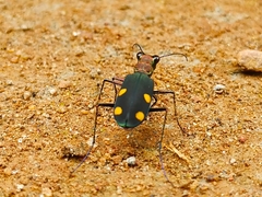 Cicindela bicolor