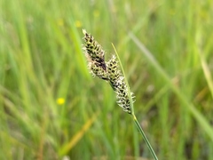 Carex hartmanii