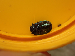 Plagiosterna aenea
