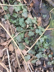 Ranunculus sceleratus sceleratus