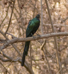 Lamprotornis caudatus