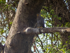Falco ardosiaceus