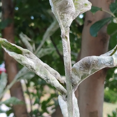 Erysiphe lagerstroemiae