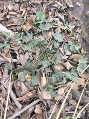 Ranunculus sceleratus sceleratus