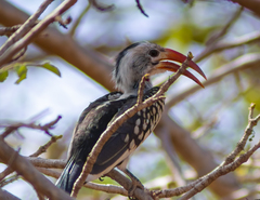 Tockus erythrorhynchus