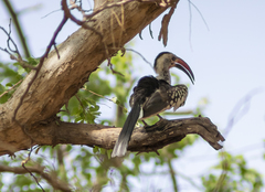 Tockus erythrorhynchus