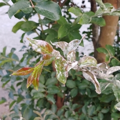 Erysiphe lagerstroemiae
