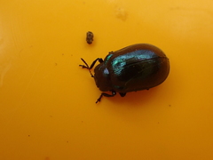 Plagiosterna aenea