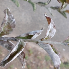 Erysiphe lagerstroemiae