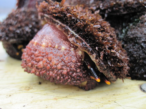 Fissurella cumingi image
