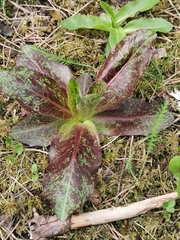 Hypochaeris maculata