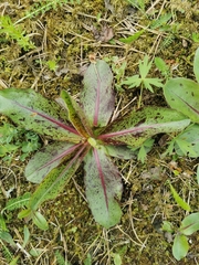 Hypochaeris maculata