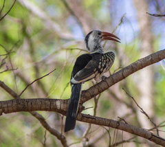 Tockus erythrorhynchus
