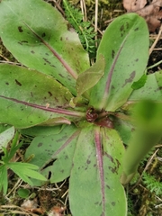 Hypochaeris maculata