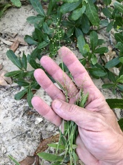 Dichanthelium villosissimum