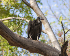 Necrosyrtes monachus