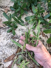 Dichanthelium villosissimum