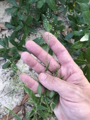 Dichanthelium villosissimum