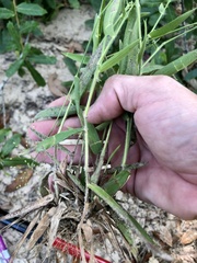 Dichanthelium villosissimum