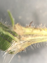 Dichanthelium villosissimum