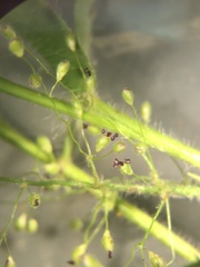 Dichanthelium villosissimum