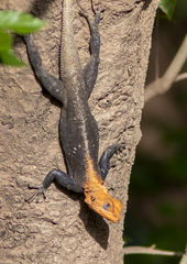Agama africana