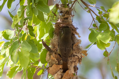 Chalcomitra senegalensis