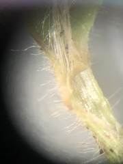 Dichanthelium villosissimum