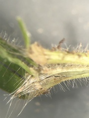 Dichanthelium villosissimum