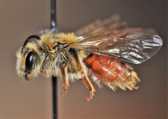 Andrena erythrogaster