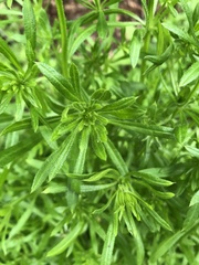 Galium aparine