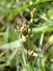 Carex muricata