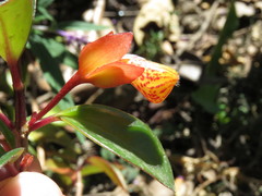 Nematanthus