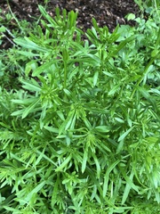 Galium aparine