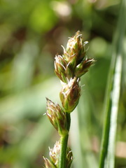 Carex muricata