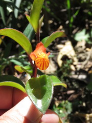 Nematanthus