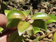 Nematanthus