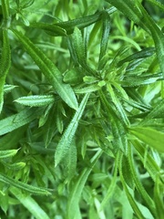Galium aparine