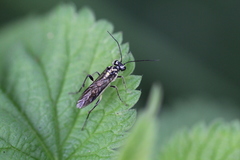 Pachyprotasis rapae