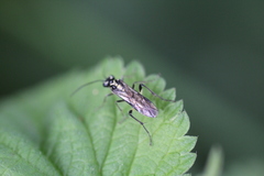 Pachyprotasis rapae