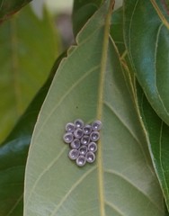 Tessaratoma papillosa