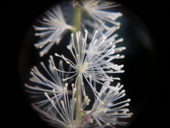 Actaea elata