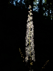 Actaea elata