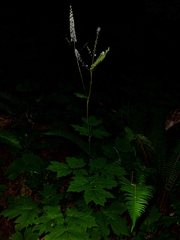 Actaea elata