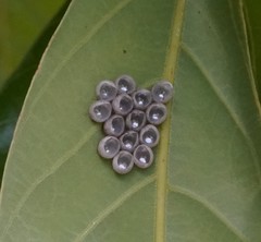 Tessaratoma papillosa