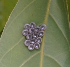 Tessaratoma papillosa