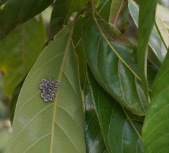 Tessaratoma papillosa