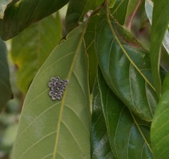 Tessaratoma papillosa