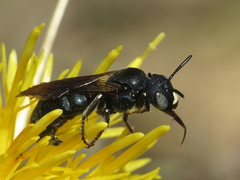 Ceratina chalcites