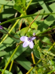 Lobelia nuttallii